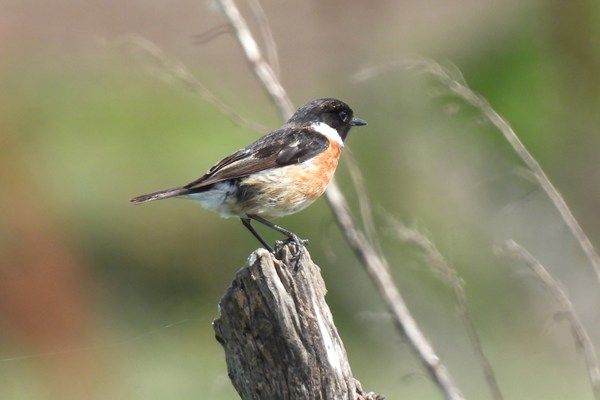 Roodborsttapuit (Stonechat)