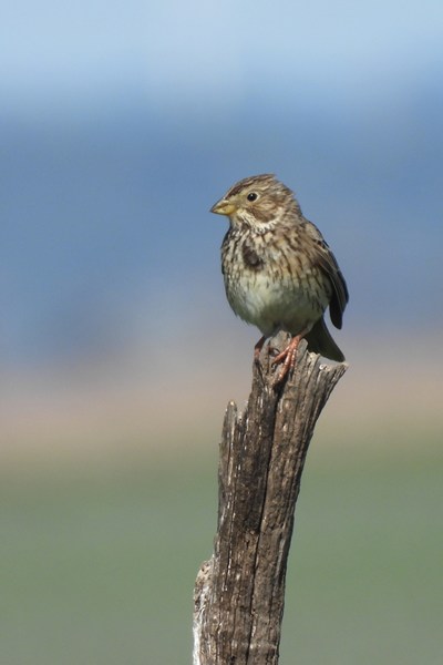 Grauwe gors (Corn bunting)