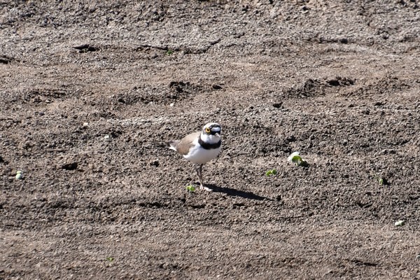 Kleine Plevier (Little ringed plover)