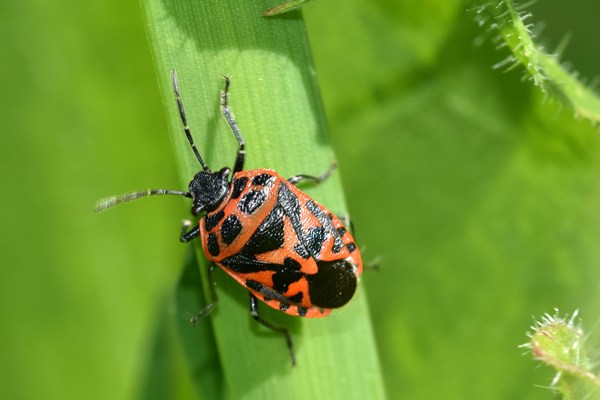 Zuidelijke Koolschildwants (Eurydema ventralis)