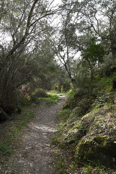 wandelpad in oeverbos bij Valdelarco