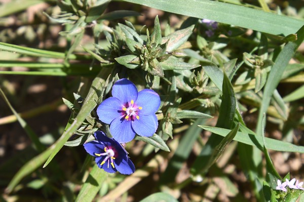 Blauw guichelheil