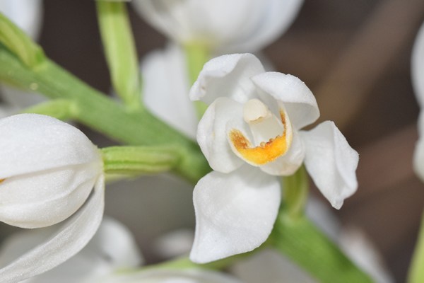 Wit bosvogeltje (orchidee)