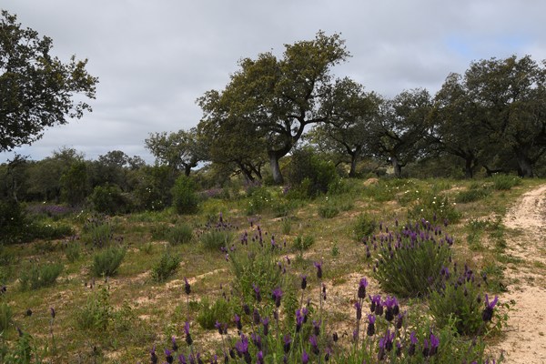 Lavendel