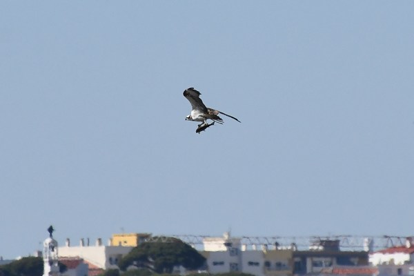 Visarend bij Rio Formosa, Faro