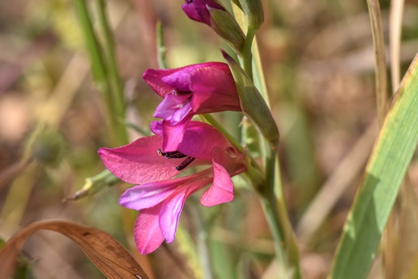 Gladiolus illyricus