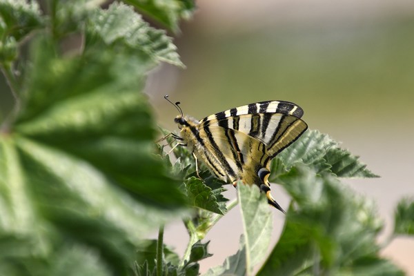 Iphiclides feisthamelii