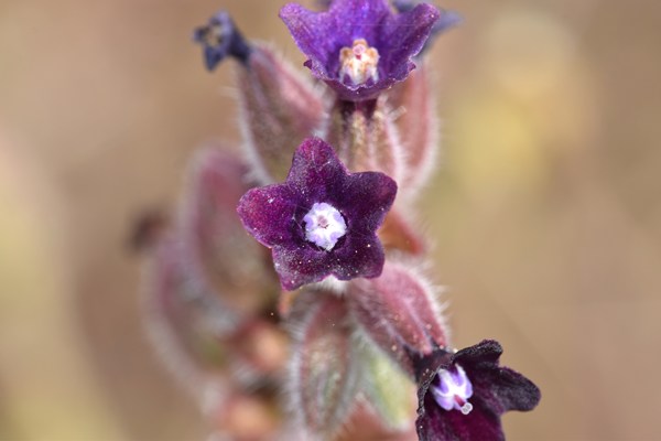 Erodium malacoides