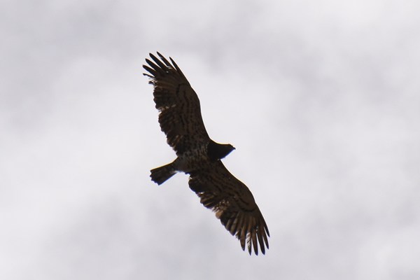 Short-toed eagle