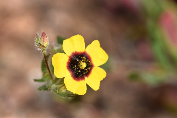 Tuberaria (guttata?)