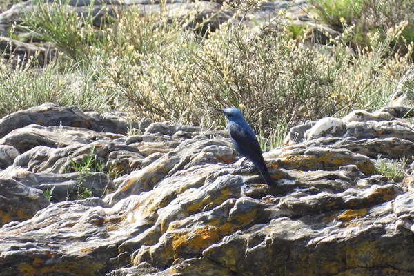 Blue rock thrush