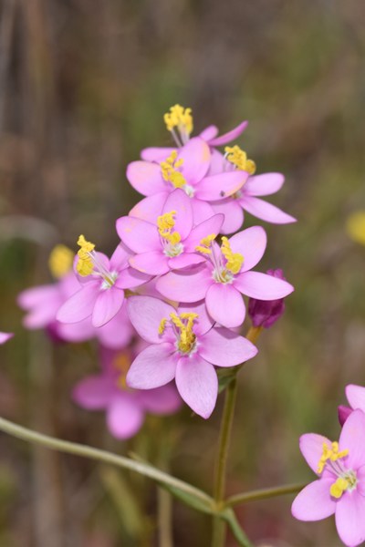 Centaurium erythraea subsp. Grandiflora