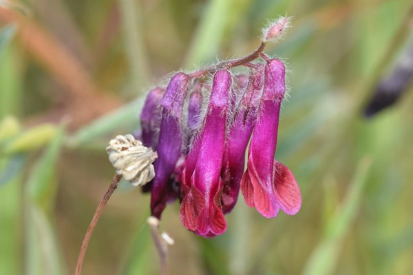 Vicia benghalensis