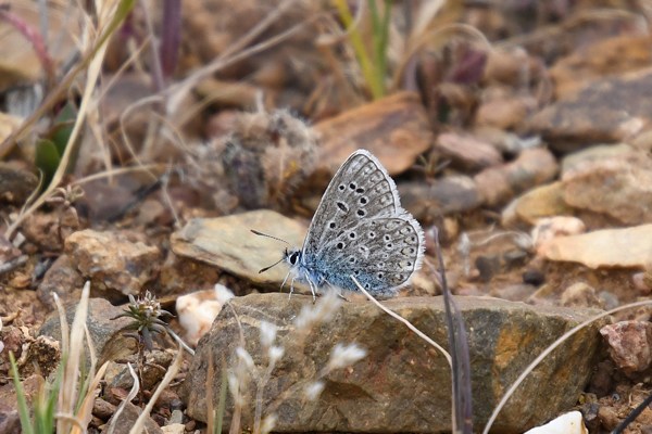 Polyommatus (welke?)