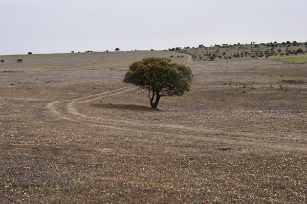 Omgeving Quintão