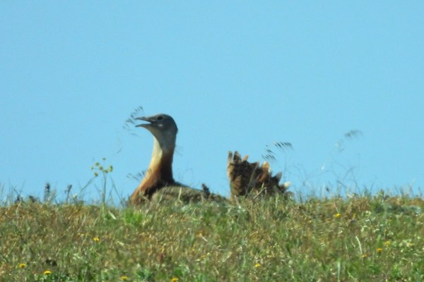 Great bustard