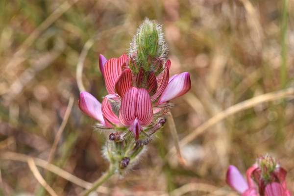 Onobrychis humilis