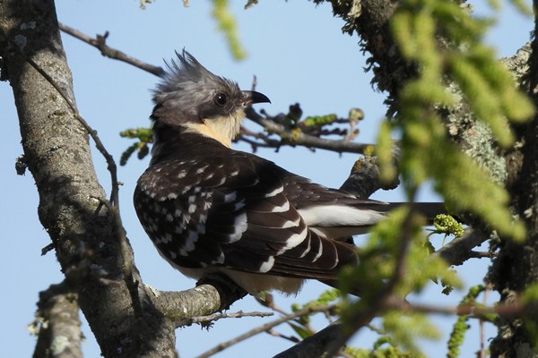 Spotted cuckoo