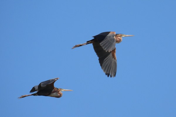 Purple herons