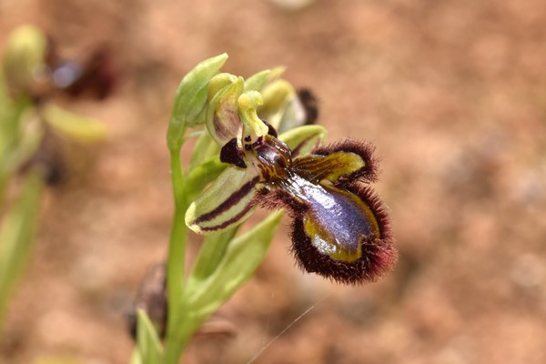 Ophrys speculum