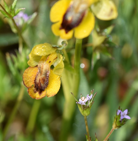 Ophrys lutea