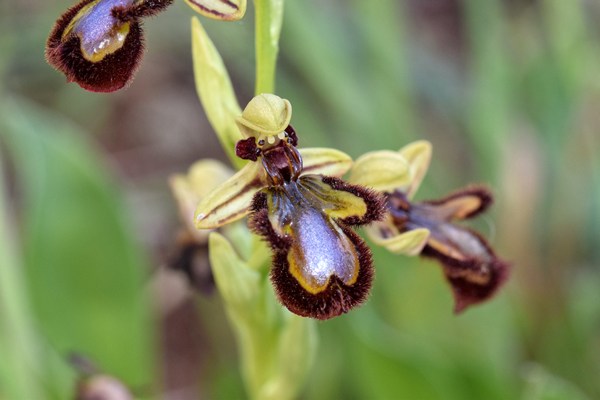 Ophrys speculum