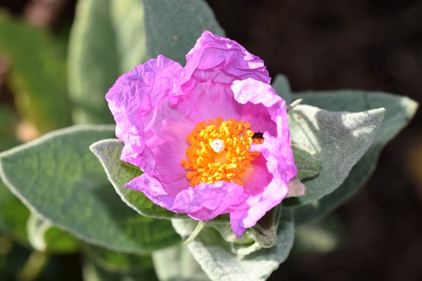 Cistus albidus