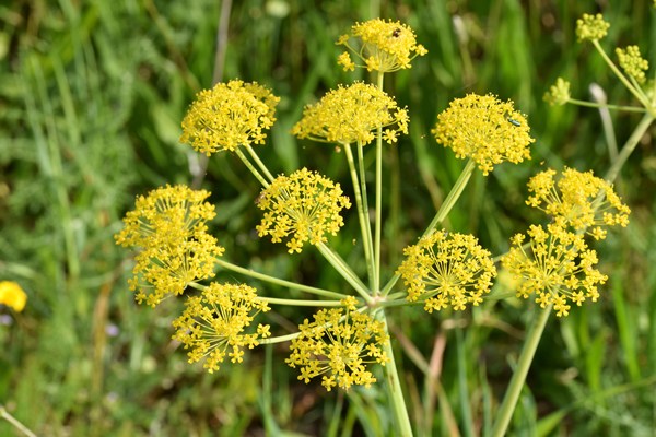 Thapsia villosa