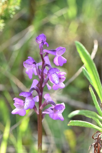 Anacamptis morio