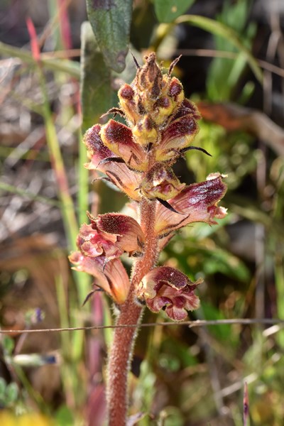 Orobanche gracilis