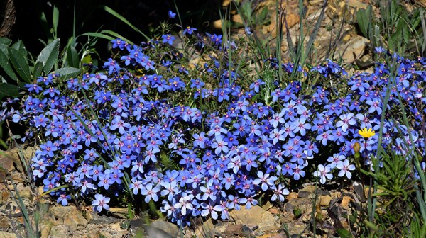 Anagallis monelli