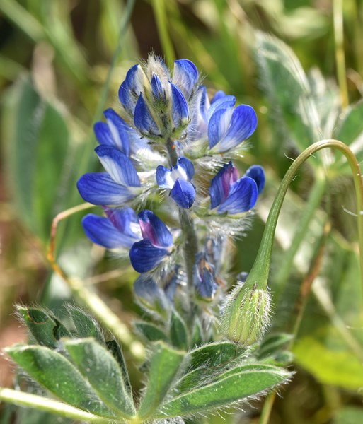 Lupinus micranthus