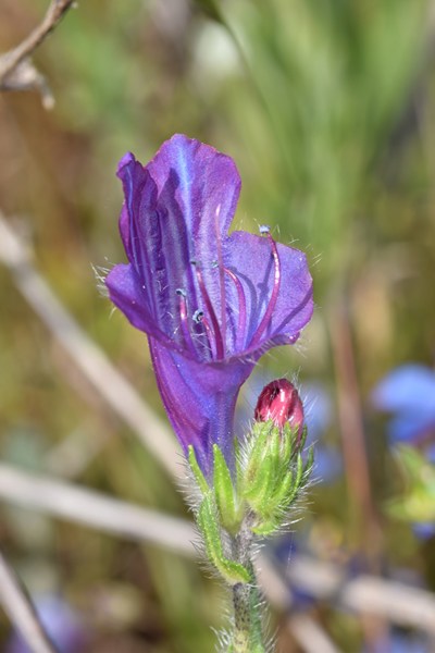 Echium plantagineum