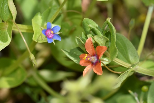 Anagallis arvensis