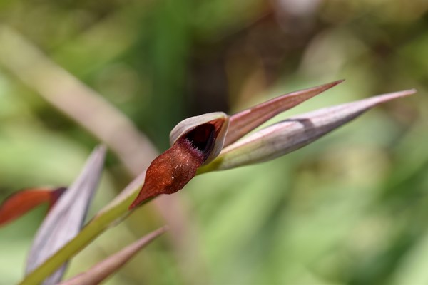 Serapias strictiflora