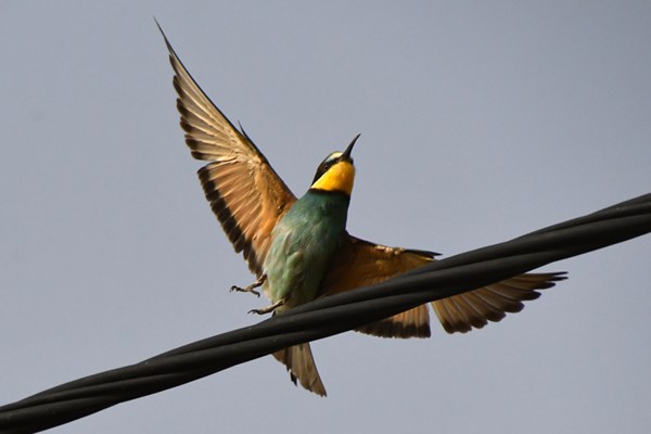 Bee-eater