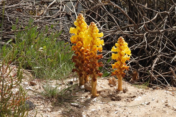 Cistanche phelypaea