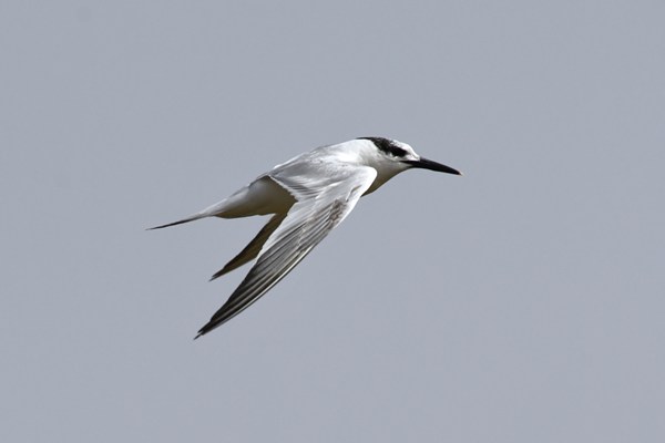 Sandwich tern