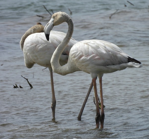 Greater flamingo