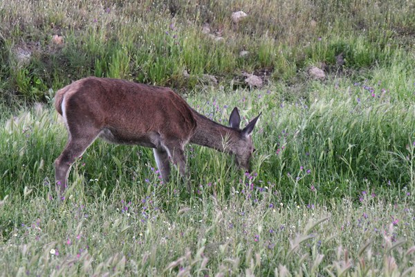 Red deer