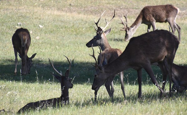 Red deer at dusk