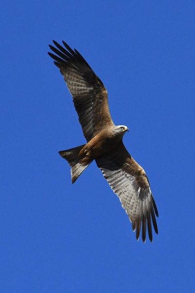 Black kite