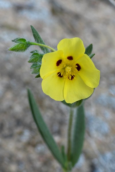 Tuberaria  guttata