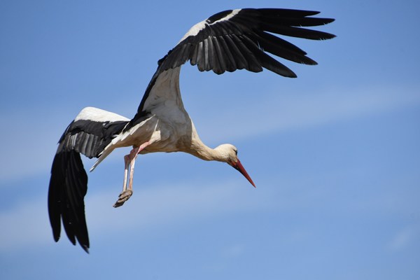 Landende ooievaar