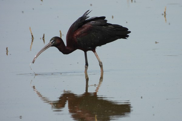 Glossy ibis