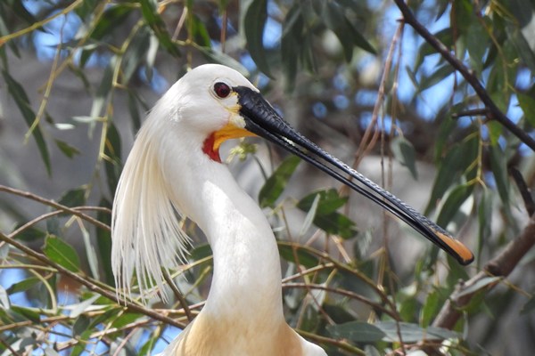 Head of spoonbill