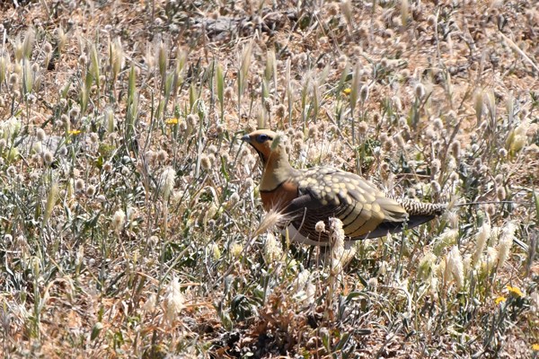 Pin-tailed sandgrouse