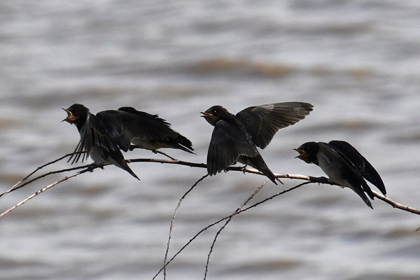 Barn swallows