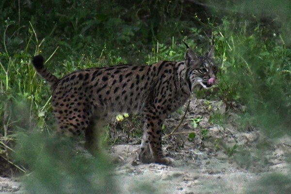 Likkebaardende iberische lynx nabij Rocío