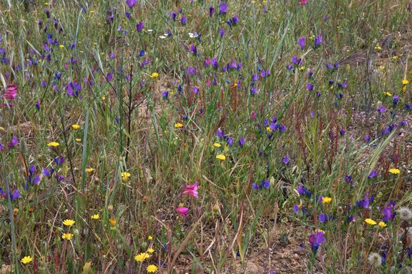 Volop bloemen in de Algarve